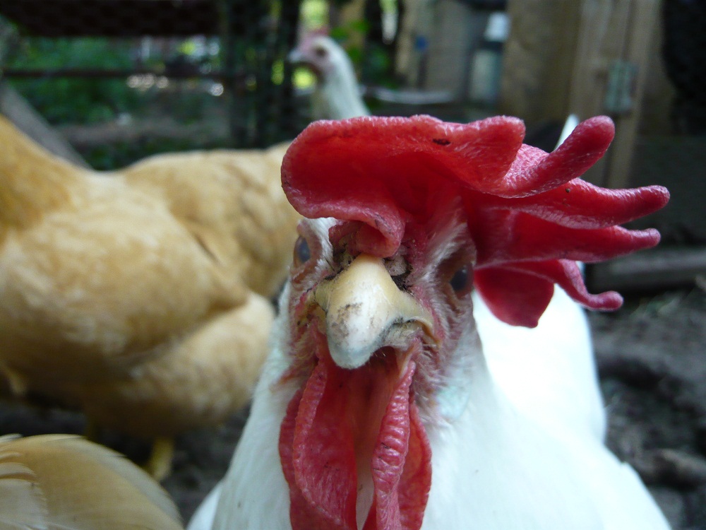 Close-up of rooster with red comb and wattle in farmyard setting, circa 2012