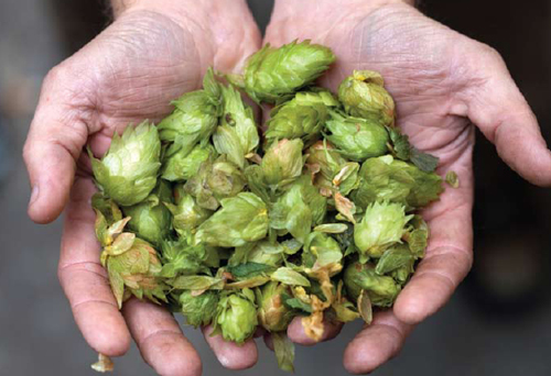 Handful of fresh green hop cones held in person's hands at Hopfest 2012 event, circa 2012