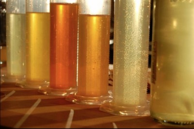 Five glasses of cider in varying shades from pale yellow to deep amber, displayed for tasting and blending, circa 2011