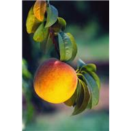 Ripe peach on branch with green leaves, circa 2012