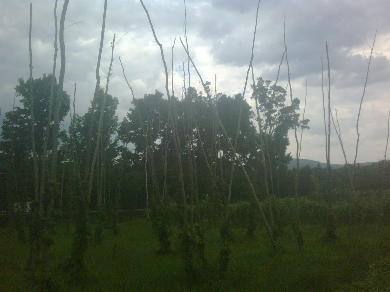 Hop field with tall bine supports and green foliage under cloudy sky, illustrating agricultural terroir in beer production